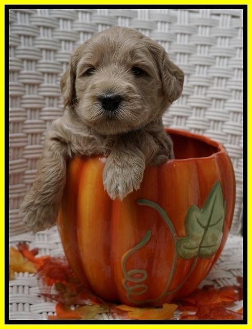 Bess Dempsey pups 4 wks old 29100