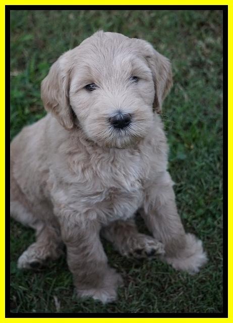 Bess Dempsey pups 7 wks old 331