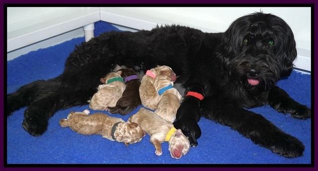 Bess Dempsey Newborn 171