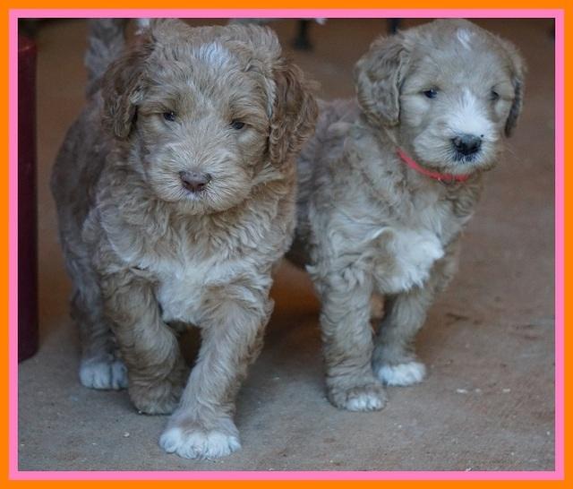 Bess Dempsey pups 5 wks old 321