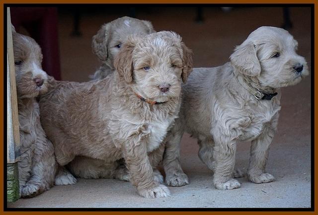 Bess Dempsey pups 5 wks old 331