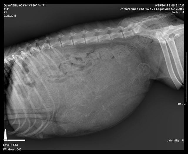 Ellie preg xray 1 preg 1