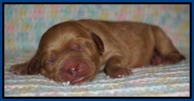 Ellie Blaze Newborn individ pics 21