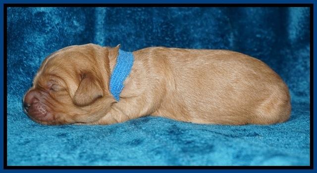Ellie Blaze pups 1 wk old 11