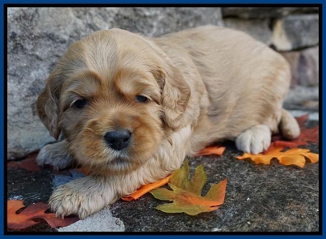 Ellie Blaze pups 3 wks old 11