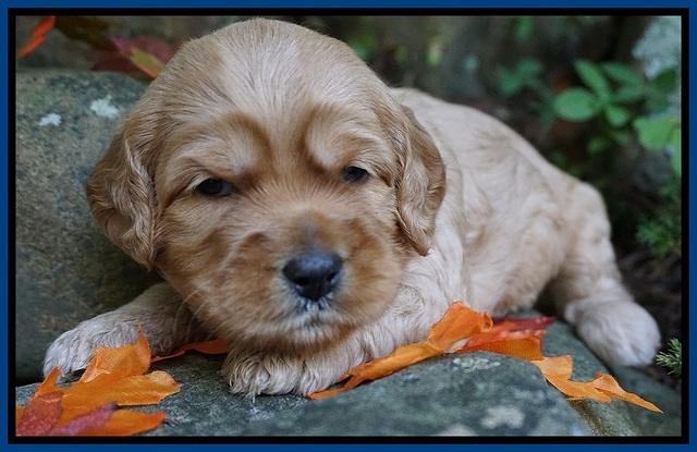 Ellie Blaze pups 3 wks old 31