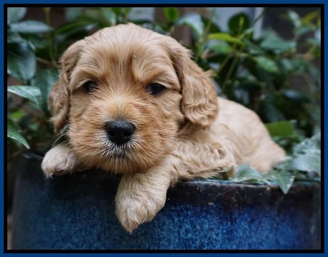 Ellie Blaze pups 4 wks old 11