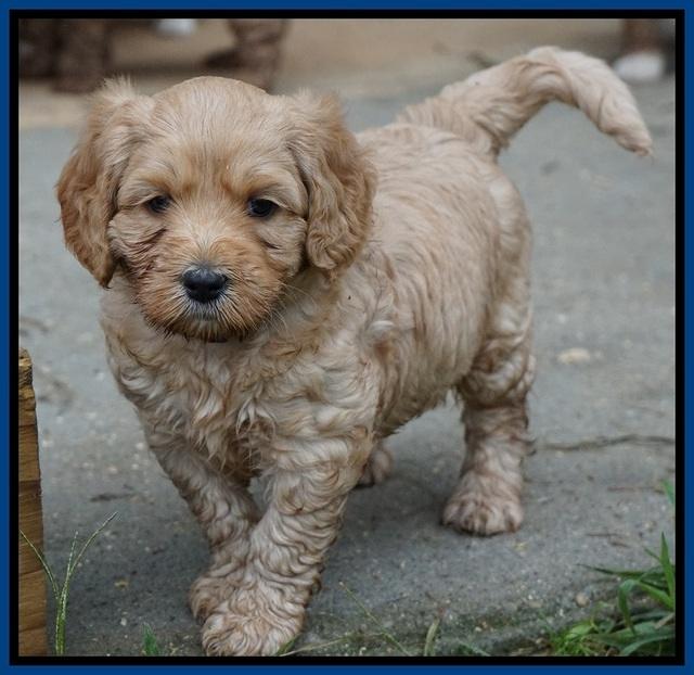 Ellie Blaze pups 5 wks old 21