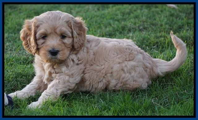 Ellie Blaze pups 6 wks old 31