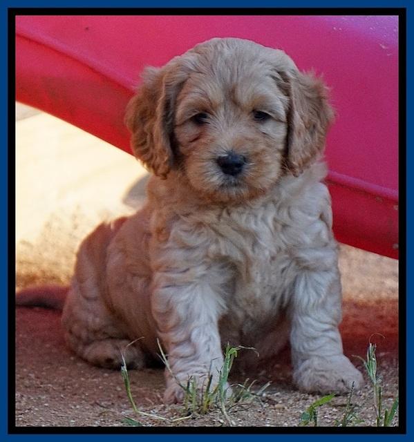 Ellie Blaze pups 6 wks old 41