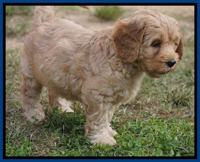 Ellie Blaze pups 7 wks old 41