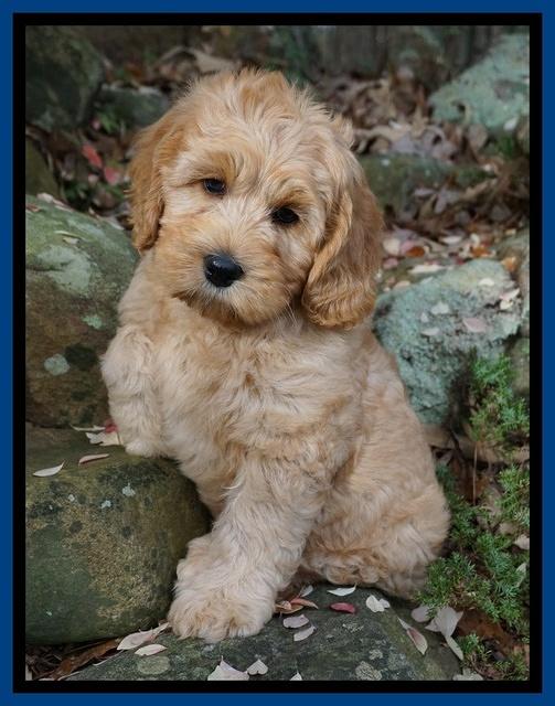 Ellie Blaze pups 8 wks old 3 011