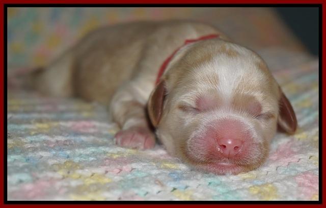 Ellie Blaze Newborn individ pics 31