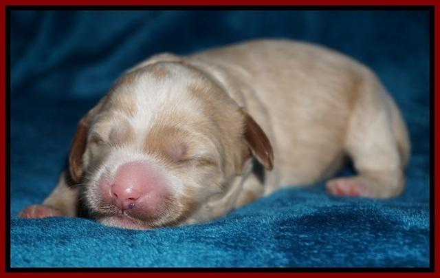 Ellie Blaze pups 1 wk old 31