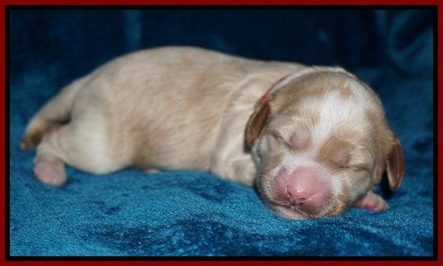 Ellie Blaze pups 1 wk old 41