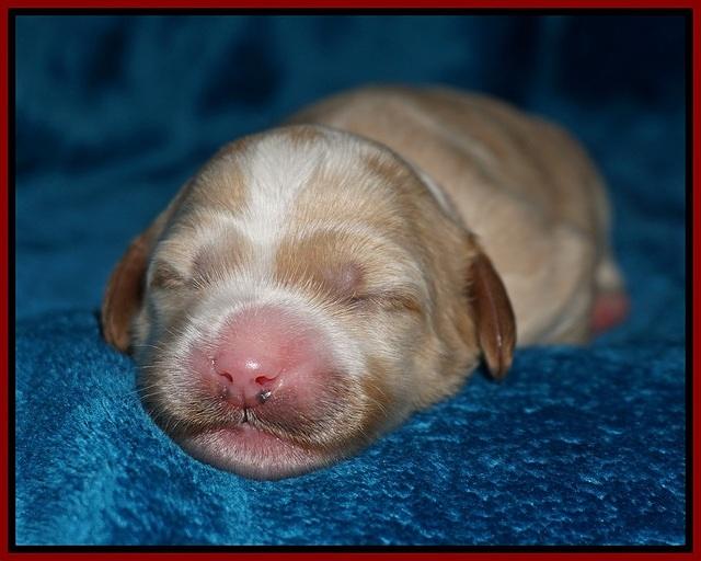 Ellie Blaze pups 1 wk old 51