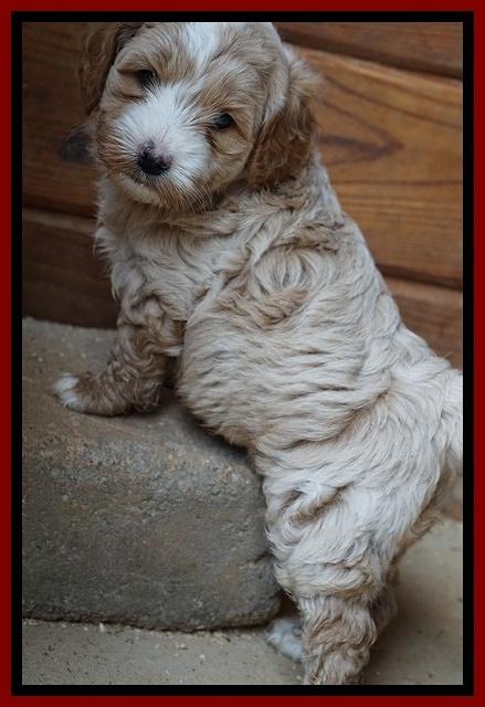 Ellie Blaze pups 5 wks old 91