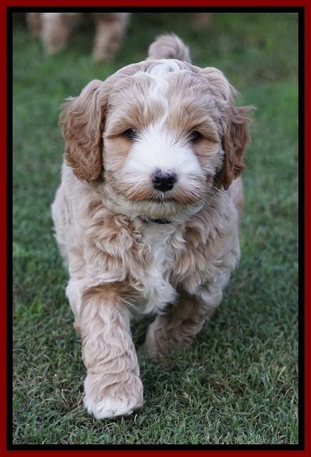 Ellie Blaze pups 6 wks old 91