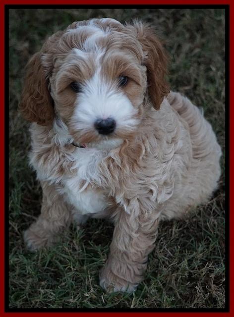 Ellie Blaze pups 7 wks old 2 126