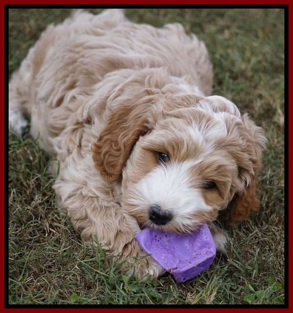 Ellie Blaze pups 7 wks old 51