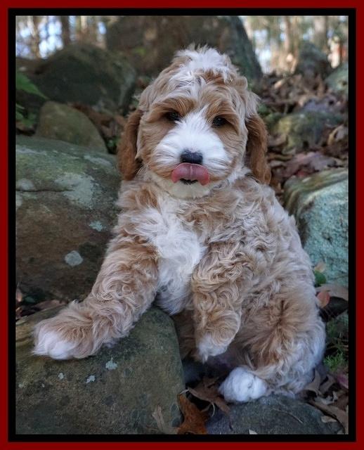Ellie Blaze pups 8 wks old 1 006