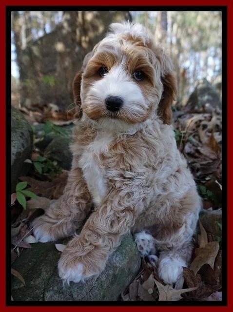 Ellie Blaze pups 8 wks old 1 018