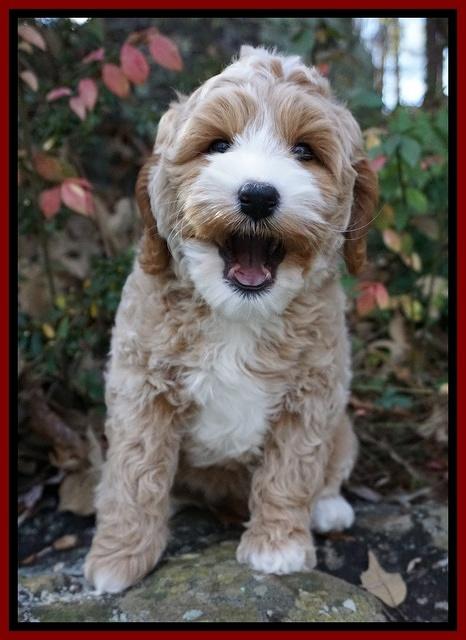 Ellie Blaze pups 8 wks old 2 028