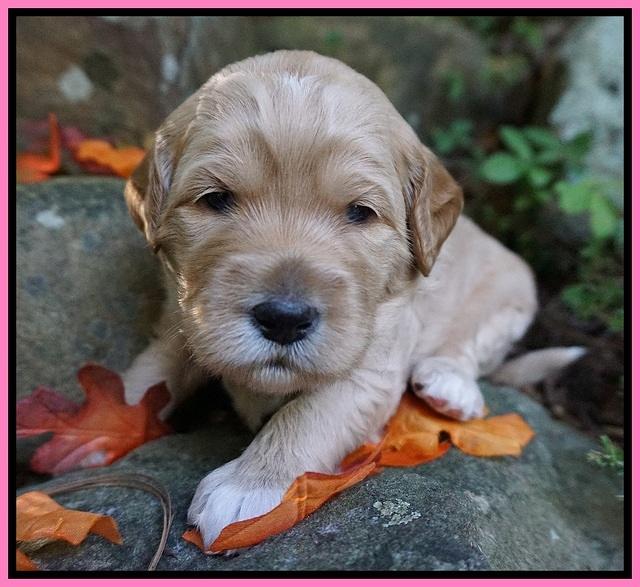Ellie Blaze pups 3 wks old 71