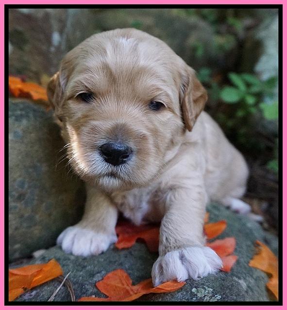 Ellie Blaze pups 3 wks old 91