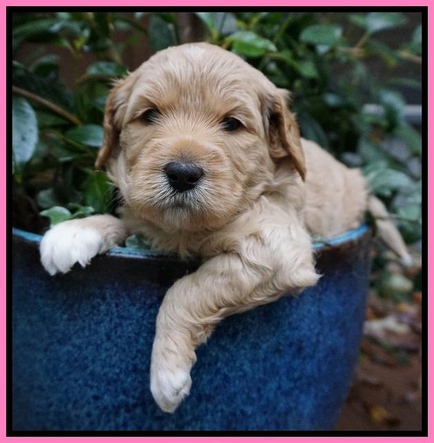 Ellie Blaze pups 4 wks old 101