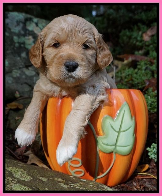 Ellie Blaze pups 4 wks old 91