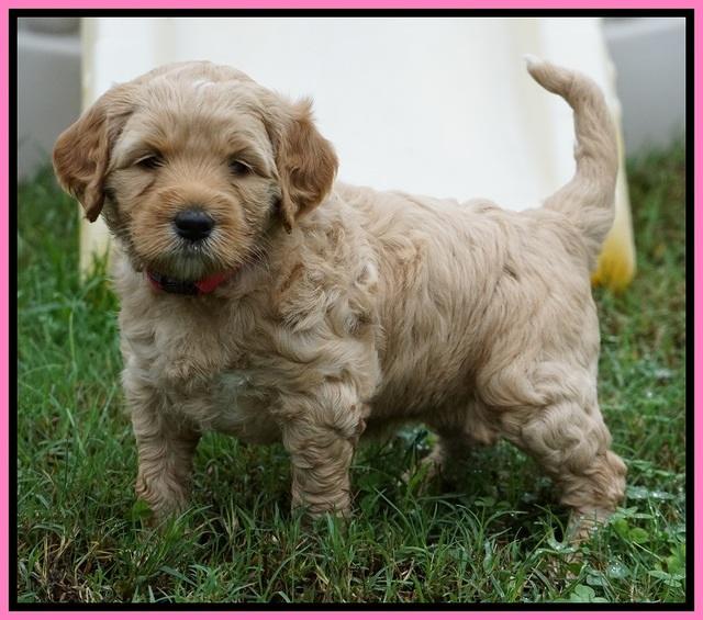 Ellie Blaze pups 5 wks old 131