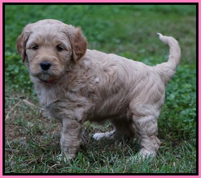 Ellie Blaze pups 5 wks old 141