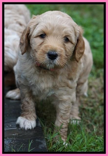 Ellie Blaze pups 5 wks old 151