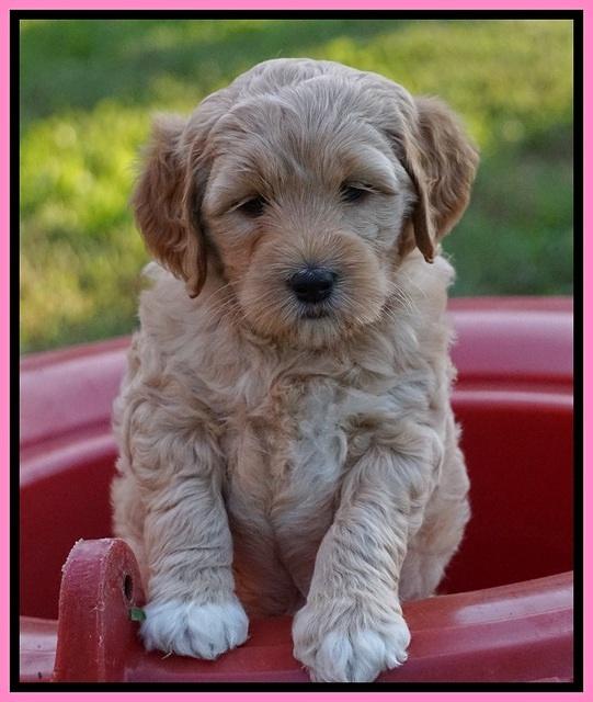Ellie Blaze pups 6 wks old 111