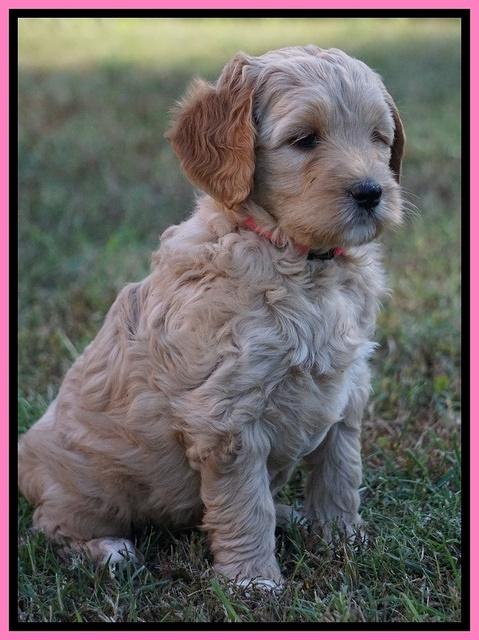 Ellie Blaze pups 7 wks old 111