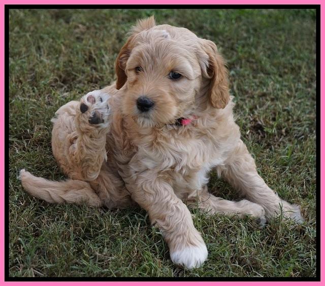 Ellie Blaze pups 7 wks old 121