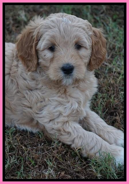 Ellie Blaze pups 7 wks old 2 093