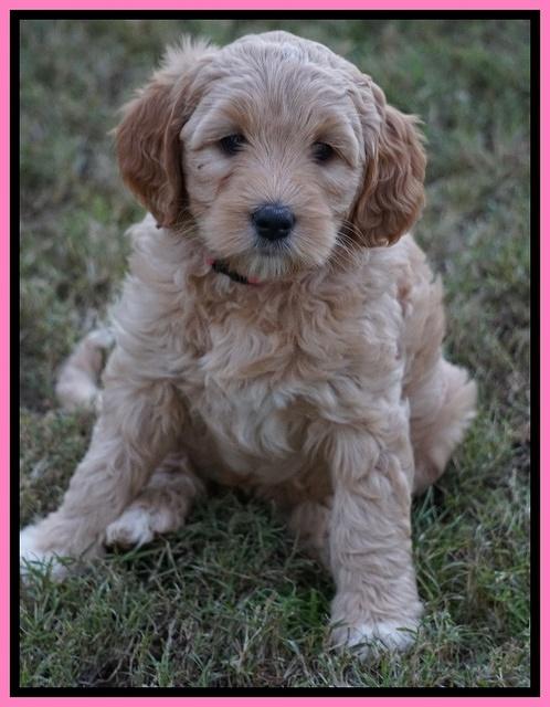 Ellie Blaze pups 7 wks old 2 108