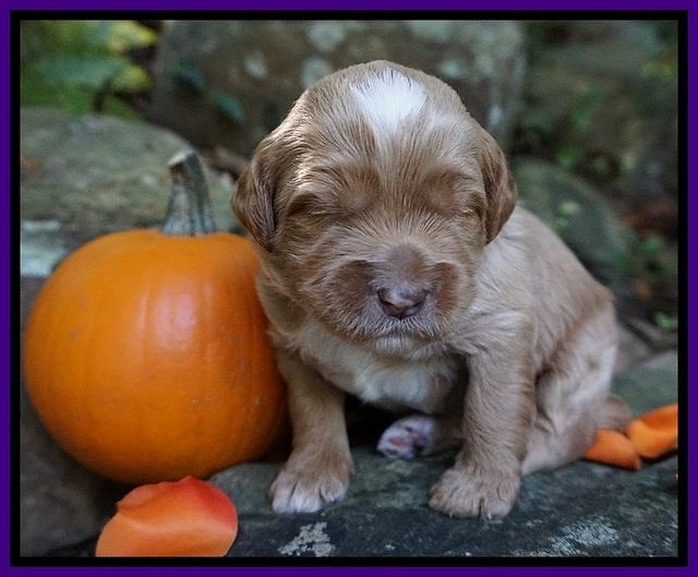 Elie Blaze pups 2 wks old 81