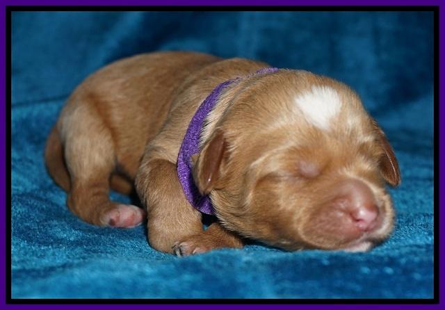 Ellie Blaze pups 1 wk old 111