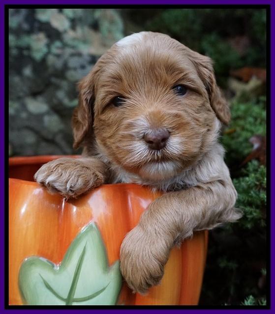 Ellie Blaze pups 4 wks old 111