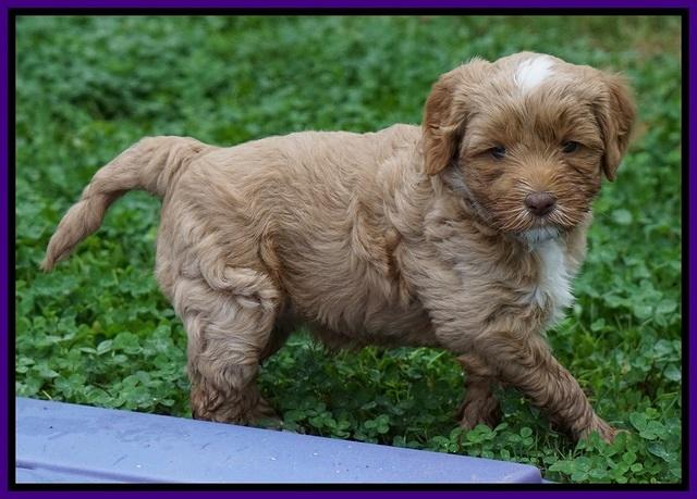 Ellie Blaze pups 5 wks old 181