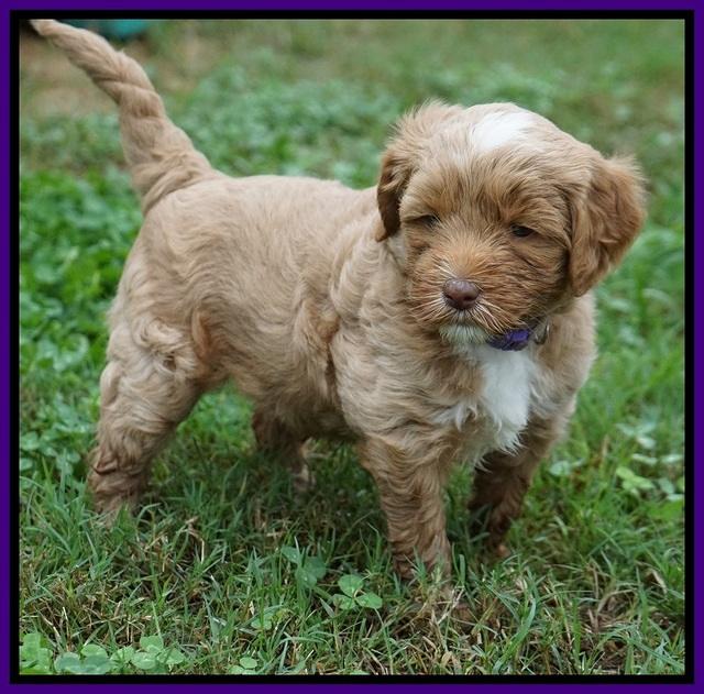 Ellie Blaze pups 5 wks old 191