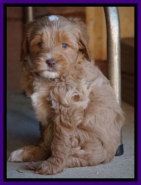 Ellie Blaze pups 6 wks old 141