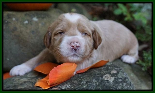 Elie Blaze pups 2 wks old 141