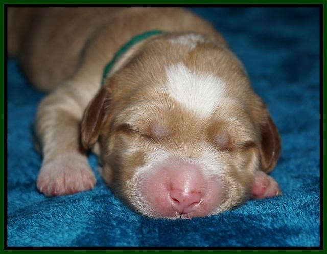 Ellie Blaze pups 1 wk old 131