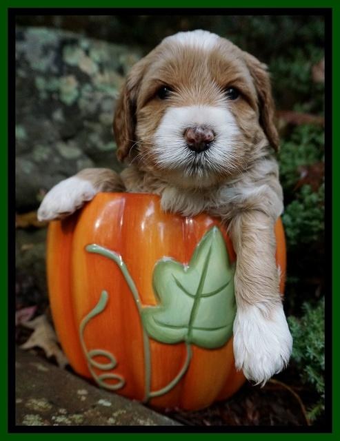 Ellie Blaze pups 4 wks old 161