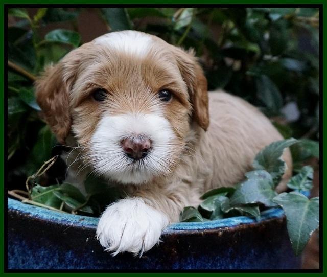 Ellie Blaze pups 4 wks old 181