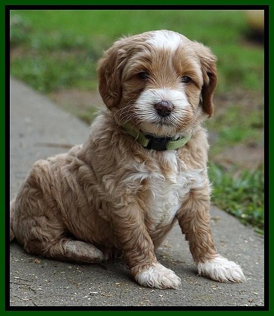 Ellie Blaze pups 5 wks old 201